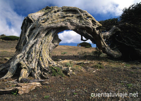 El Sabinal. Parque Rural de Frontera. El Hierro.